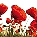 Produktbild artissimo, Glasbild, 30x30cm, AG9767A, Mohn I, Blumen-Wiese rot, Bild aus Glas, Moderne Wanddekoration aus Glas, Wandbild Wohnzimmer modern