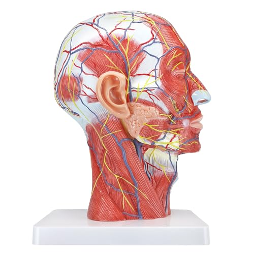 Image of Human Half Head Superficial Neurovascular Anatomical Model with Blood Vessels Detailed Muscle Structure and Colorful Manual for Medical Science Education Study or Teaching