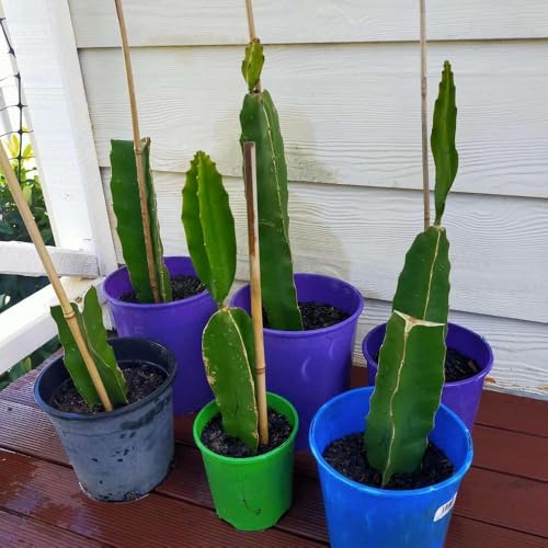 Image of Time 12 Months Hybrid Live Fruit Plant Air Layered Guti Kolom Original & Authentic Organic Tree for Outdoor Fast-Growing Fruit Plant Home Gardens Pack Of-1 (dragon fruit plant pack of- 3, Medium)