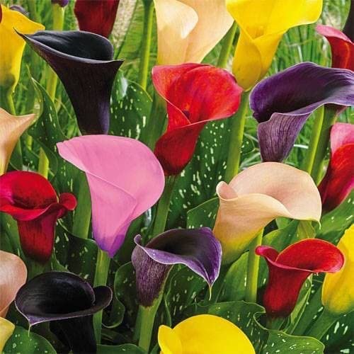 Calla lily Flower Bulbs Combo pack of 1 By Zabbus (B0BPTMDNB9) Amazon Price History, Amazon Price Tracker