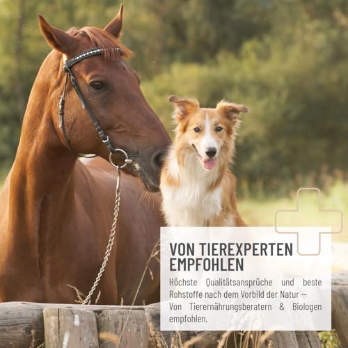 ReaVET Flohsamenschalen für Pferd & Hund 3kg - Naturrein in Premium Qualität, Ballaststoffreich, Glutenfrei I Flohsamen für Pferde, Hunde in Premiumqualität, Ohne Zusätze