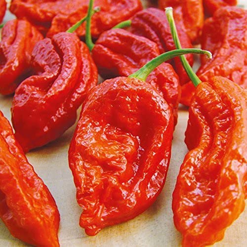 The Entacloo_™ CHILI PEPPER Bhut Jolokia- Naga Jolokia Garden Rare Giant_l1472(40per packet) (B0B6R61Y8Y) Amazon Price History, Amazon Price Tracker