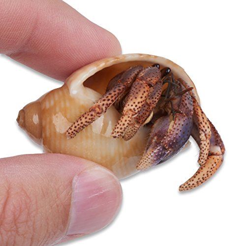 land hermit crabs for sale online