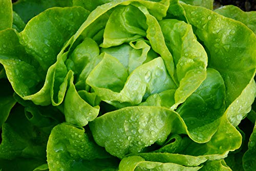 Tom Thumb Butterhead Lettuce Seeds For Planting, 1000+ Heirloom Seeds Per Packet, (Isla's Garden Seeds), Non Gmo Seeds, Botanical Name: Lactuca Sativa, Great Home Garden Gift #TOP2