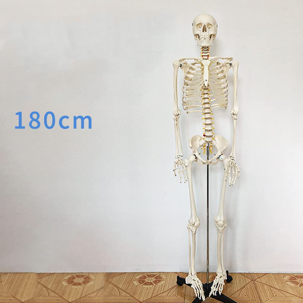 Amazon.co.jp: 180cm 女性人体骨格モデル 全身神経付き 人体骨格