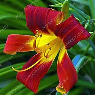 Sky Blue: Heißer Verkaufs-50Pcs Lily Samen Lilien-Blume (Nicht -Lilienknollen) Lilium Blumensamen Faint Duft Bonsai Topfpflanze für Hausgarten-Anlagen Sky Blue: Only Seeds