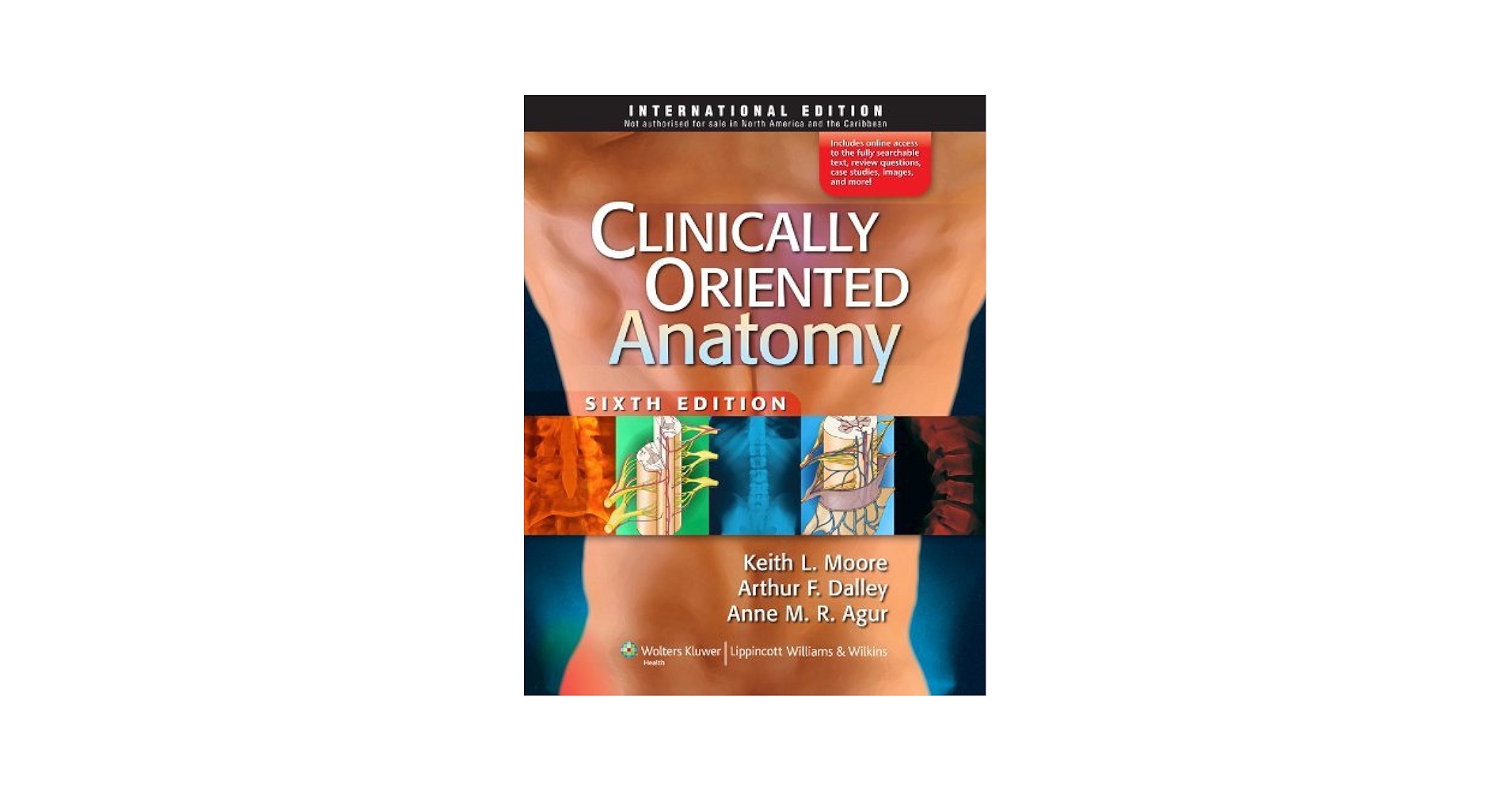 Clinically Oriented Anatomy: 8601404291975: Medicine