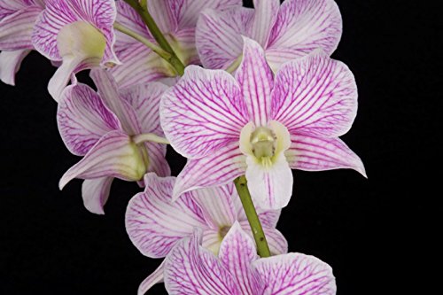Babylon Blooms Dendrobium Triple Fantasy Live Orchid Plant (Multicolour)