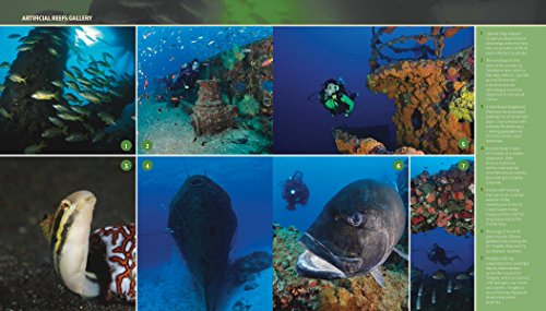 Reef Life: A Guide to Tropical Marine Life - Image 8