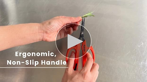 Amazon.com : Saboten Japan 6.3