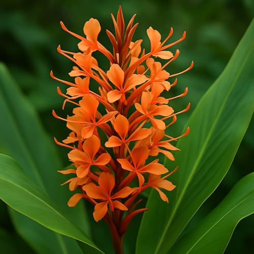 Ginger Lily Bulbs for Planting - Hedychium aurantiacum Bulbs - Stunning Blooms (1 Bulb)