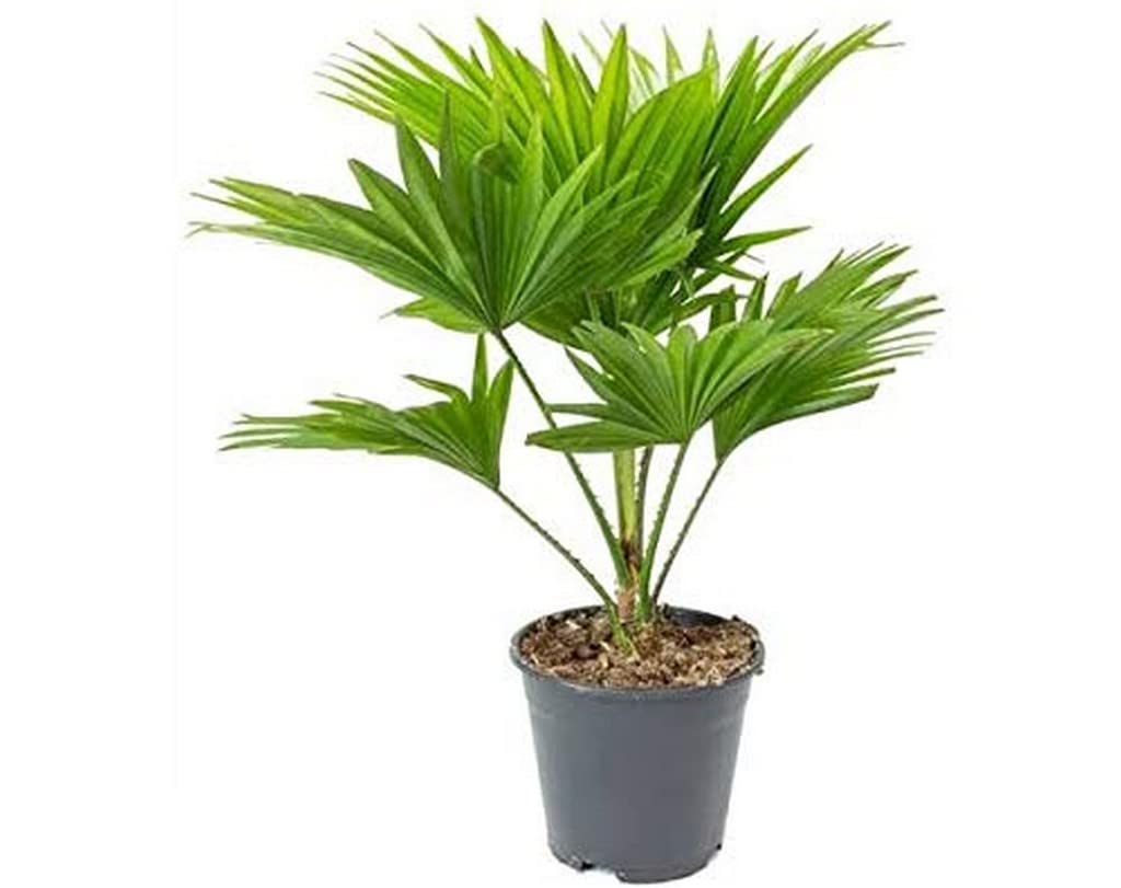 Creative Farmer Table Palm, Umbrella - Natural Live Plant Indoor Plants For Apartments (Healthy Plant) (B09QSLQ6H3) Amazon Price History, Amazon Price Tracker