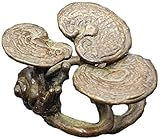 Caractéristique: Cet artisanat est suffisamment unique for capturer vos yeux, mais suffisamment subtil for être l'accent décoratif parfait