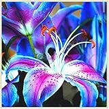 lilien pflanzen teilen Lily ist normalerweise ein Symbol für Reinheit und Tugend und kann als Geschenk für Verwandte und Freunde verwendet werden.