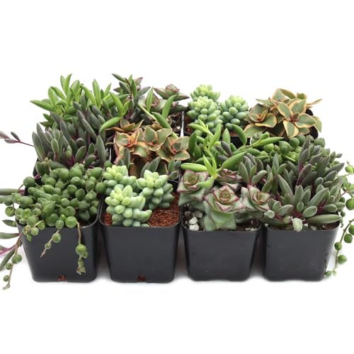 Mountain Crest Gardens Trailing & Strings Succulent Pack - 12 Live Plants in 2 Inch Pots - Real Succulents for Hanging Planters Home Decor and DIY Arrangements