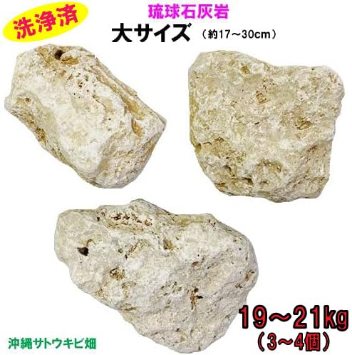 Amazon.co.jp: L 琉球石灰岩 洗浄済 大サイズ 19～21kg(3～4個) |沖縄