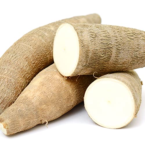 Qauzuy Garden 10 Cassava Manioc Mandioca Seeds(Manihot Esculenta), Yuca, Tapioca Plant Seeds - Highly Nutritious Heirloom Vegetable Seeds - Easy To Grow & Harvest #TOP2
