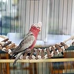 8-teiliges Holzpapageienspielzeug, Papageienvogelkauen Naturholz Hängende Glocke Vogelkäfig Schaukelspielzeug Geeignet für Nymphensittich, Finken, kleine Sittiche, Wellensittich – Bild 3