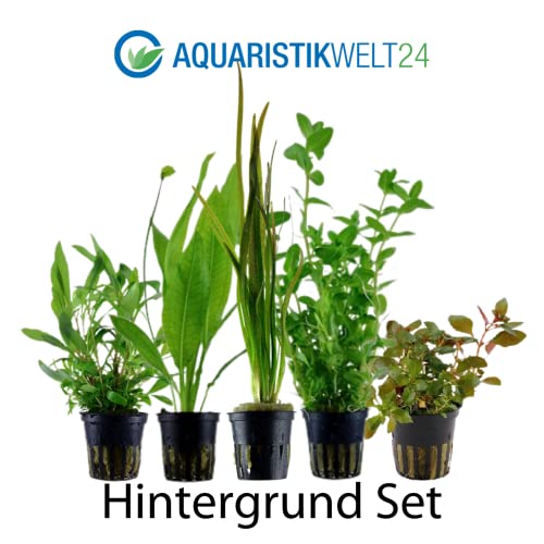 AquaOne Aquarium Pflanzen I 5X Wasserpflanzen I Hintergrund Aquarienpflanzen I Ludwigia Echinodorus Bacopa Hygrophila Vallisneria I Set mit 5 Hintergrundpflanzen - Image 3