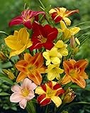 Daylily Mix Value Bag (6 Roots Per Package)