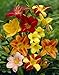 Daylily Plant