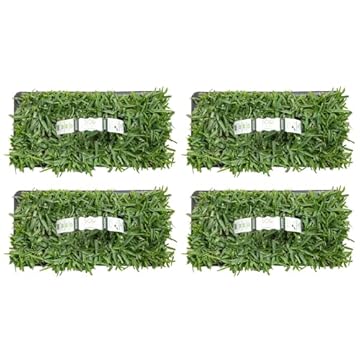 best lawn mower for st augustine grass