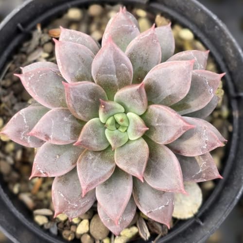 GX 7.5cm|bg A GPxA Echeveria Y  ϗtA CeAO[ 񂹐A ke 1{ 1