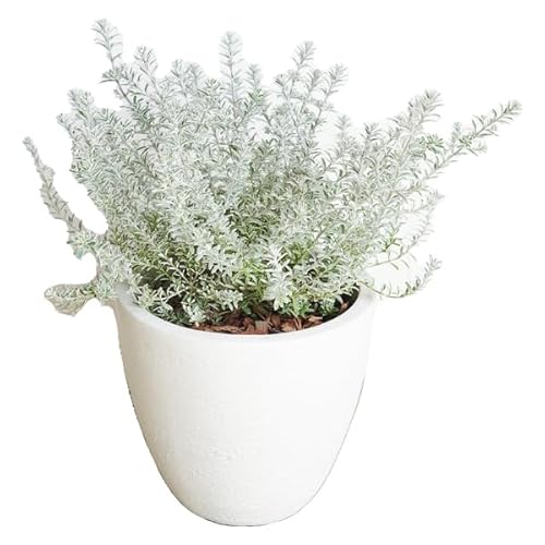 EGXgMA X[L[zCg AC{[eRb^ eRb^A A ϗtA x_ eX oRj[ EbhfbL n[u