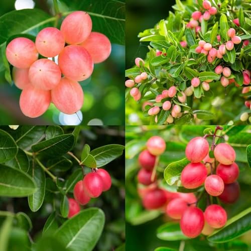 Image of All-Time12 Months Hybrid Grafted Guti Kolom Live Fruit Plant Original & Authentic Organic Tree for Outdoor Fast-Growing Fruit Plant Home Pack Of-1 (Guti Kalam Koromcha Fruit Plant, Medium)