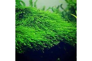 Marcus Fishtanks Live Moss Carpet Taxiphyllum Barbieri Easy Live Aquarium Plant