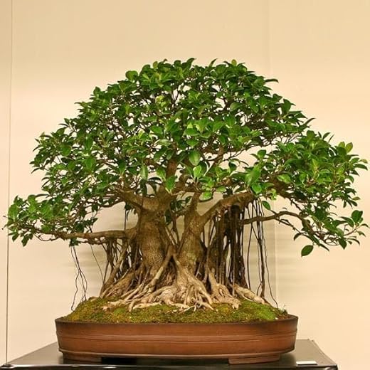 Mphmi Live Plants Ficus Multiroots 190cm