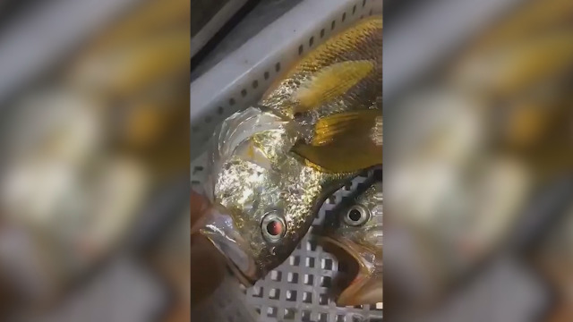 Amazon.co.jp: 水中集魚灯 集魚灯 夜釣り LED 水中ライト IP68 防水