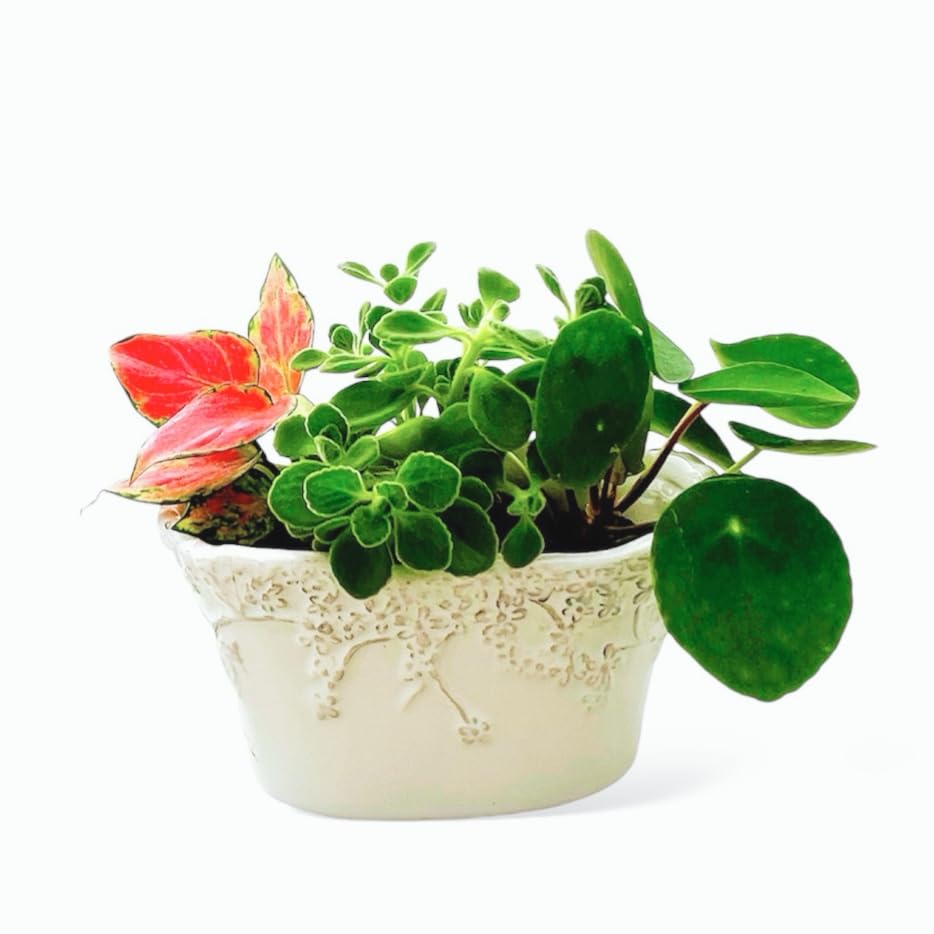 レア❤️葉挿しセット✨ホリコロ等✨1セットのみ❤️ Amazon | 植物支柱 園芸支柱 2本セット 曲げられる ポトス ヘゴ ココ