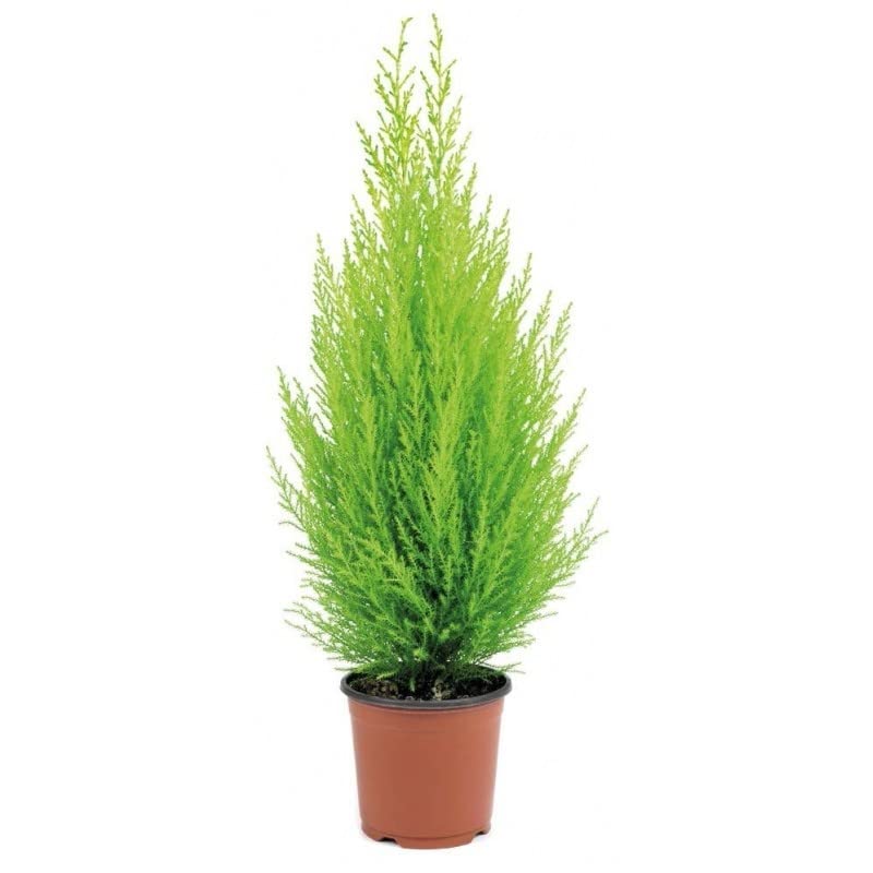 DECOALIVE Ciprés Goldcrest Árbol Natural para Terraza y Jardín