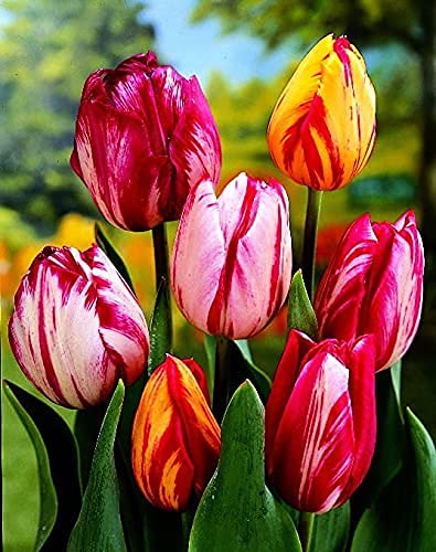 Siddhi Vinayak Gallery® Imported Variety mix color Tulip bulbs for home garden pack of 2 flower bulbs (B097KK25YN) Amazon Price History, Amazon Price Tracker