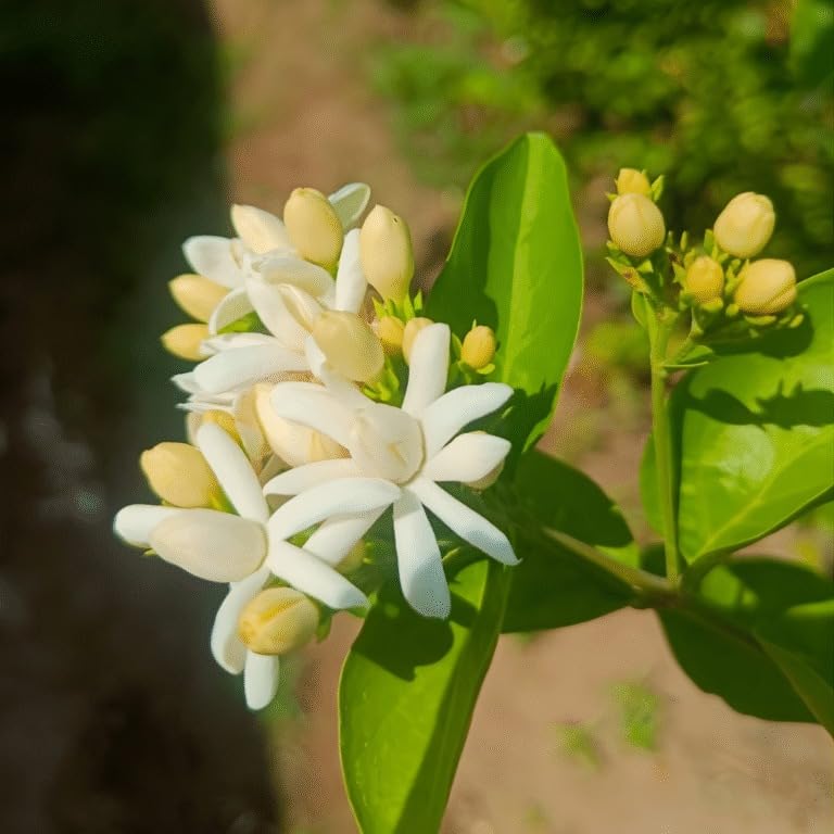 Image of Chameli Jasmine Live Flowering Plant with Pot | Mogra Plant Live | Fragrant White Jasmine Flower Plant for Home Garden Balcony Terrace Indoor Outdoor