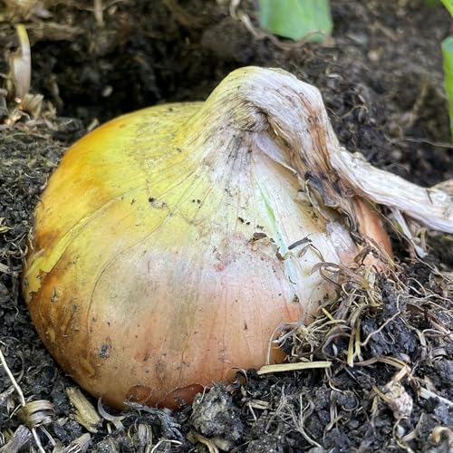 Onion Seeds Senshyu Yellow – 200 Semi-Globe Type Onion Seeds – Plant and Grow Your Own Vegetables Ideal for Greenhouse, Garden, Polytunnel, Large Pots or Containers – Packed in The UK by Meldon Seeds