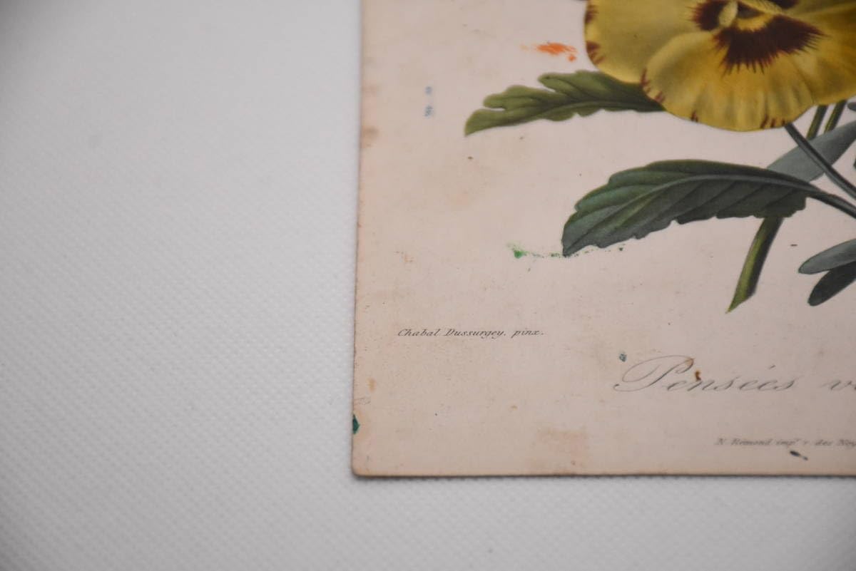 Amazon.co.jp: フランスアンティーク 博物画 植物画『パンジー