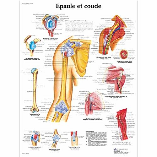 Affiche épaule et coude 3B Scientific plastifiée pour l'étude de l'anatomie médicale