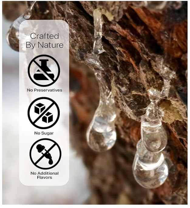 Chicle Ceres Gourmet Sabor Mastic Sin Azúcar con Xilitol, Pack de 20 Cajas (1 oz c/u) miniatura 6