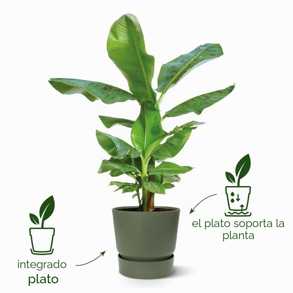 Elho Greenville Round 40cm Maceta - White | ∅ 39 x 36.8 cm | Platillo integrado | Macetero por Exterior | Plástico 100% reciclado