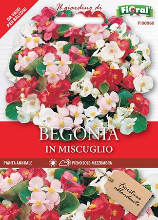 150 Semi di Begonia in Miscuglio, per Bordature Fioriere e Giardini Fioriti
