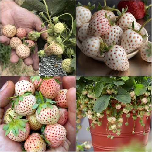 Pineberry Plants for Growing, White Strawberry (10 Plants