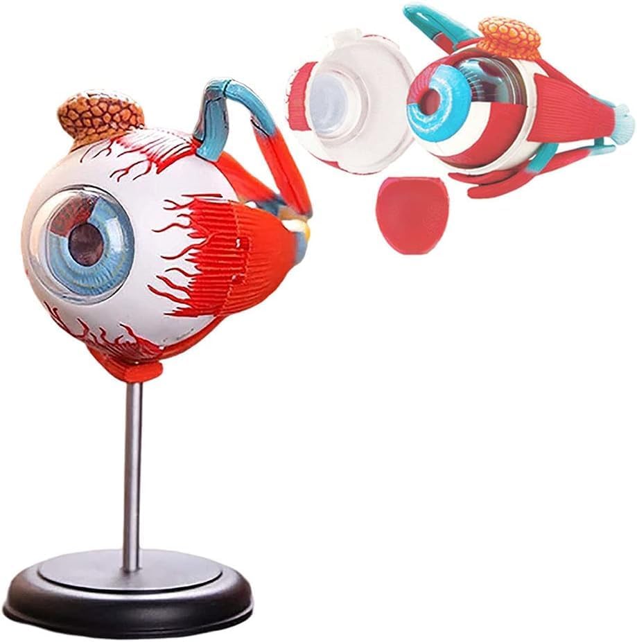 KidsZeeNie ® 3D Anatomy Realistic Eye Diagram Assembly Kit| 32 Parts Educational Children’s Scientific Discovery Game Research Learning Model| Biology Teaching Equipment Anatomical Eye Model (B0DD74ZV5C) Amazon Price History, Amazon Price Tracker