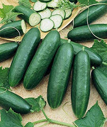 M-Tech Gardens Hybrid Cucumber " Diva " Exotic 20 Vegetable Seeds for Growing (B0D9WLVS4L) Amazon Price History, Amazon Price Tracker