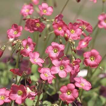 PSA10 テツノツツミ　ペパーのヨクバリス ペパーのヨクバリス【R】{055/063} - カードラッシュ[ポケモン]