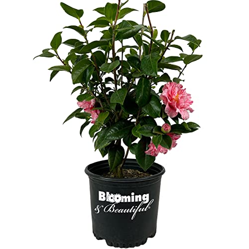 Blooming & Beautiful - Happy Birthday Camellia - 3 gal – Evergreen Shrub - Large Deep Pink Peony Form Blooms - Early-Mid Spring Bloomer - Zones 7-10 - Camellia japonica ‘Happy Birthday’ - 3 Gallon Pot