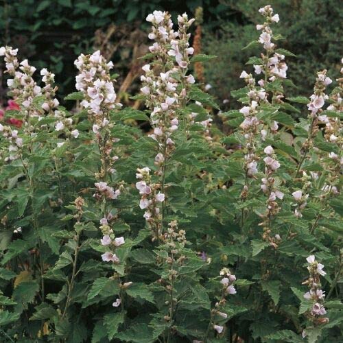 Herb Seeds - Marsh Mallow - 100 Seeds by Wafer