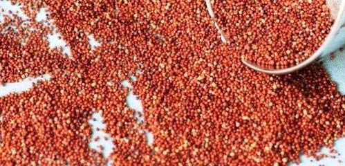 See full amazon price history chart for Bague Whole Ragi Seed Finger Millet Fresh Stock 900g Grams Bague Whole Ragi Seed Finger Millet Fresh Stock 900g Grams (B08HCMFYJY) Amazon Price History, Amazon Price Tracker