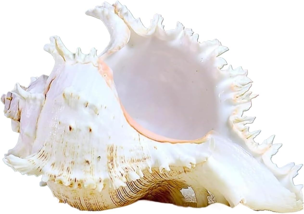 Shells Natural Conch Shell Large Natural Sea Shells, Thousand-Hand Snail Conch 18-20 Cm for Wedding Decor